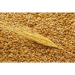 Экспорт пшеницы CIF порты: Египет, Греция, Турция, Тунис, Йемен, ОАЭ и т.д.